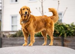 A Golden Retriever standing on a rock