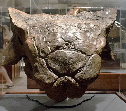 An Anklyosaurus Skull