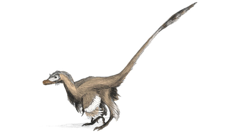 a feathered velociraptor
