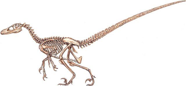 velociraptor skeleton